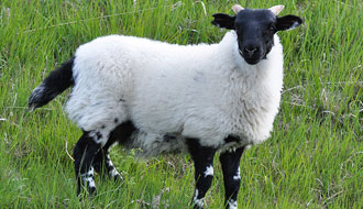 Mouton des Highlands ou Scottish sheep