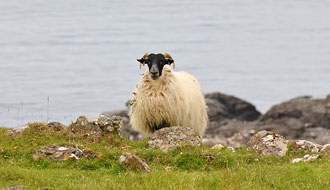 Mouton des Highlands ou Scottish sheep