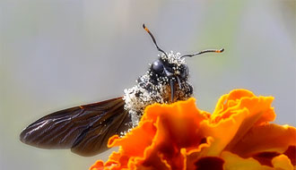 Abeille charpentière