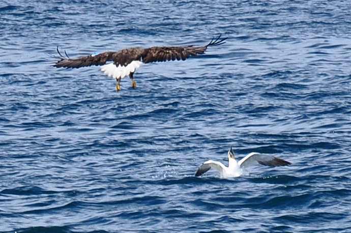 Aigle contre Fou de Bassan