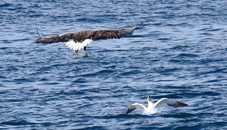 Aigle contre Fou de Bassan