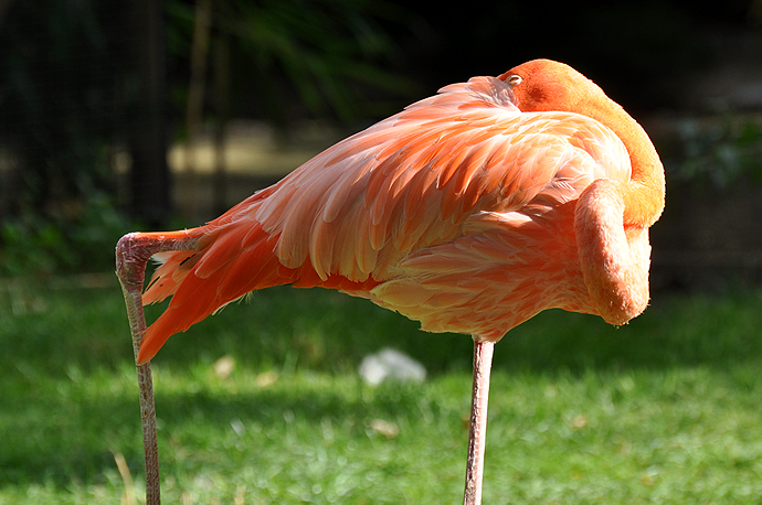 Flamant rose