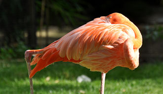 Flamant rose