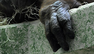Orang-outan en cage
