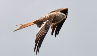 Les rapaces des Pyrénées