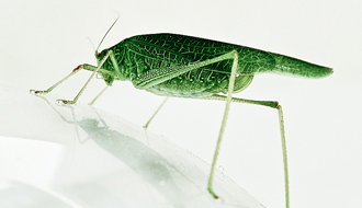 La grande sauterelle verte