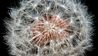 Fleur de pissenlit