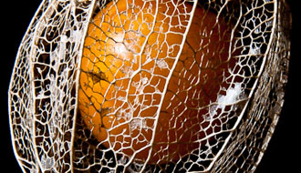 Amour en cage