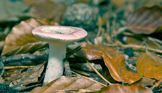 Champignon