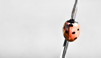 Coccinelles, bêtes à bon Dieu