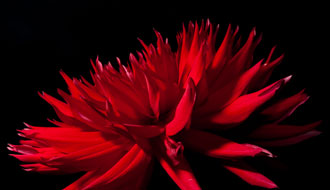 Dahlias