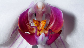 Orchidées