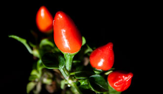 Poivron, piment décoratif