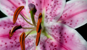 Fleur de Lys