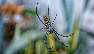 Araignée à toile géante : Nephila Comorana