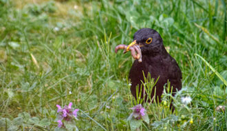 Repas d’merle