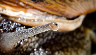 Oeil d’escargot