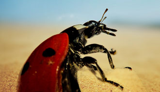 Coccinelle
