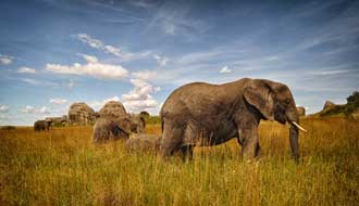 Eléphants