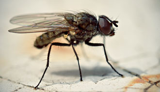 Fly