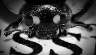 La mignonne coccinelle…