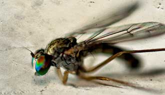 Insecte