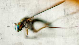 Macro
