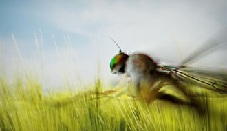 Mosquito