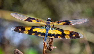 Libellule