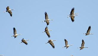 Migration des grues cendrées