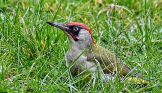 Rouge-gorge, mésange bleue, pivert