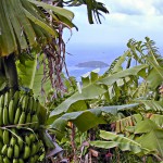 Martinique, La trinité, Morne des Esses