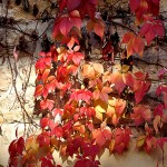 Couleurs d'automne