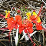 Fleur de Guyane, Mana