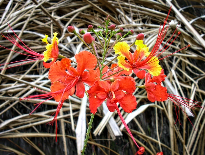 Fleur de Guyane, Mana