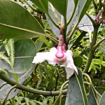 Guyane, dans la jungle - fleur