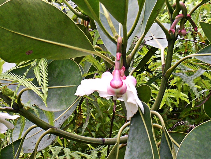 Guyane, dans la jungle - fleur