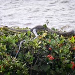 Guyane, un serpent en ville