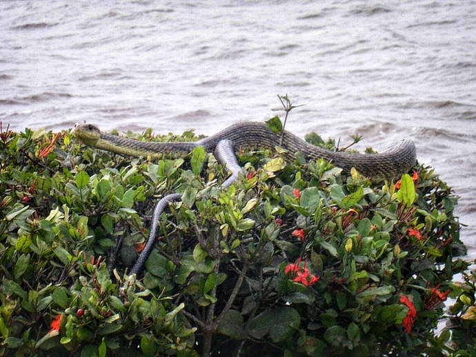 Guyane, un serpent en ville