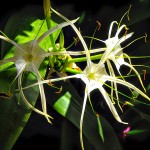 Fleurs - Inde, 2009