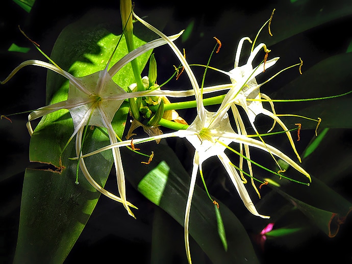 Fleurs - Inde, 2009