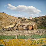 Singe à la sieste - Inde, Jaipur