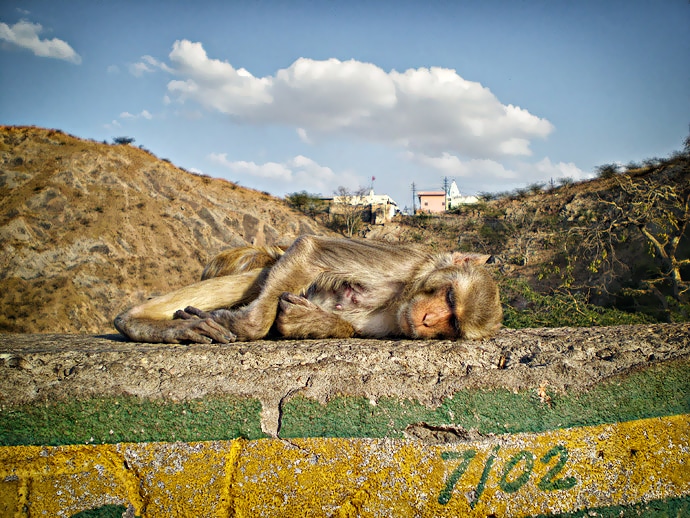 Singe à la sieste - Inde, Jaipur