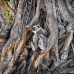 Singes - Inde, Sawai Madhopur, Parc de Ranthambore