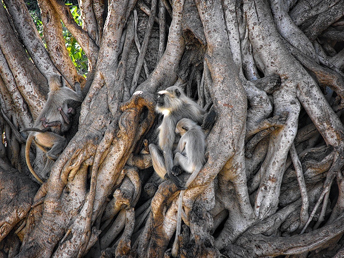 Singes - Inde, Sawai Madhopur, Parc de Ranthambore