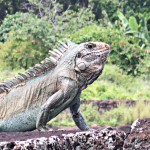 Guyane, Iles du salut - Reptile