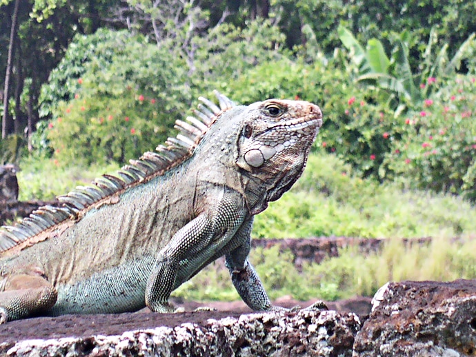 Guyane, Iles du salut - Reptile