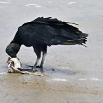 Guyane : Urubu noir