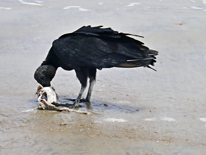 Guyane : Urubu noir