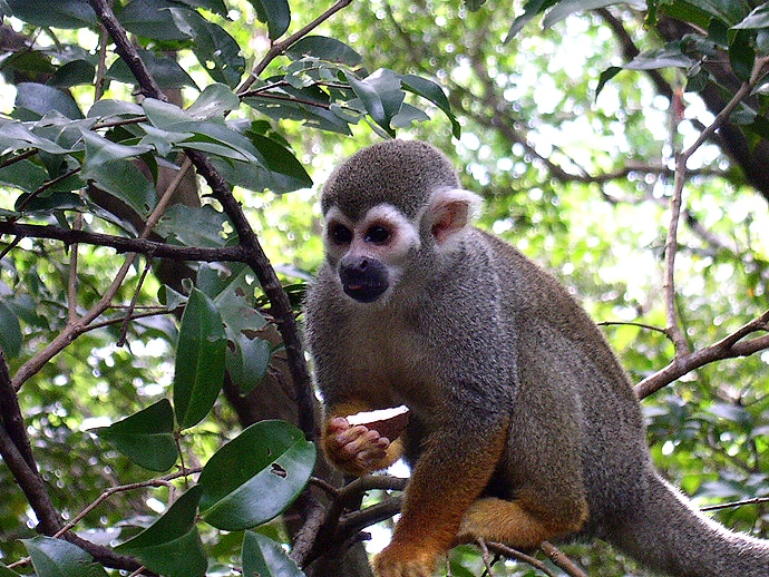 Singe écureuil